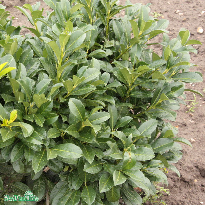 Prunus laurocerasus 'Etna' C12 80-100cm