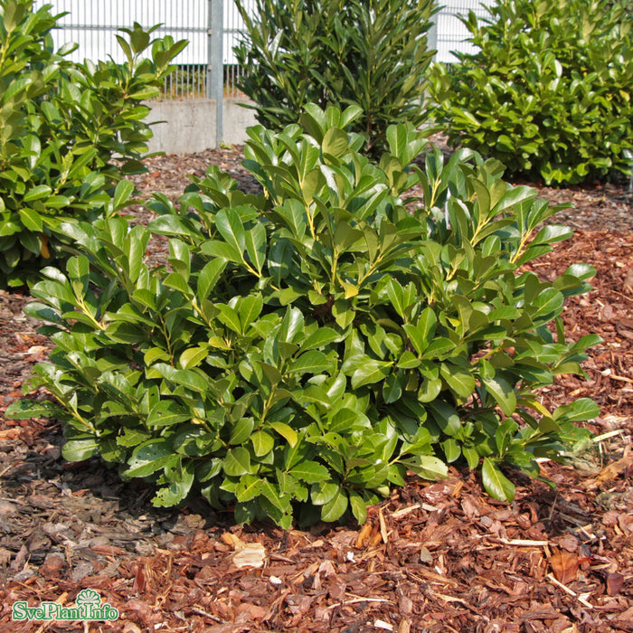 Prunus laurocerasus 'Etna' C12 80-100cm