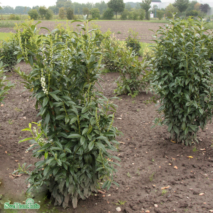 Prunus laurocerasus 'Genolia' Busk C10 80-100cm