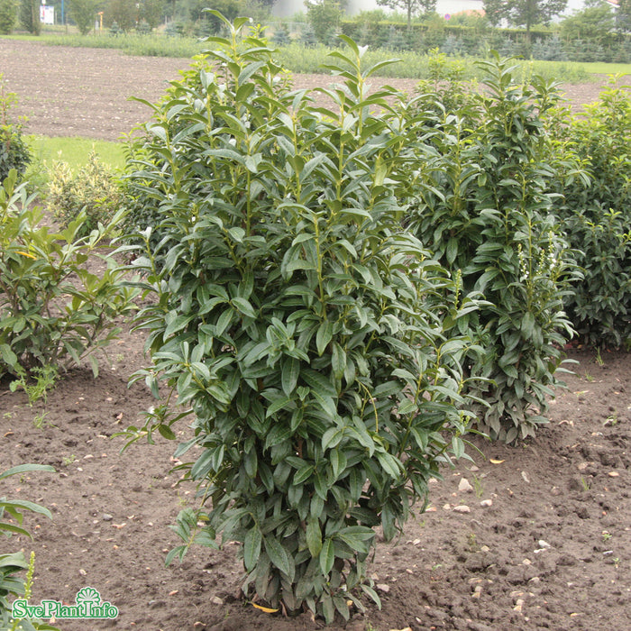 Prunus laurocerasus GENOLIA Busk C5 60-80cm