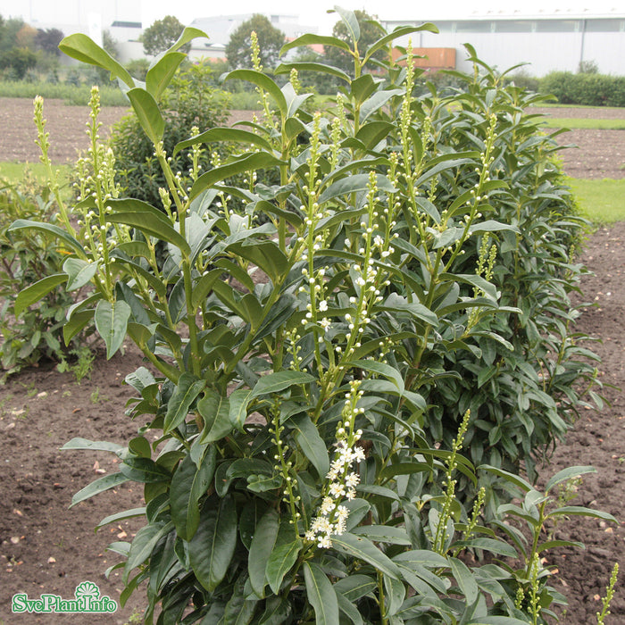Prunus laurocerasus GENOLIA Busk C5 60-80cm