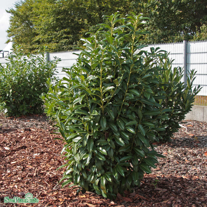 Prunus laurocerasus GENOLIA Busk C5 60-80cm