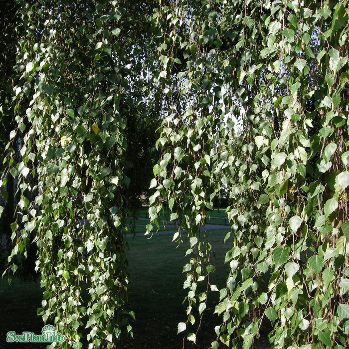 Betula pendula 'Youngii' Stam C30 200cm So 8-10