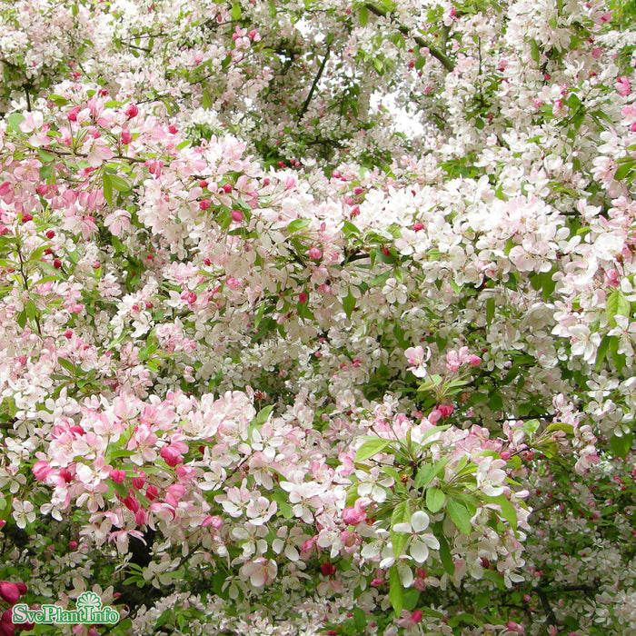Malus floribunda Stam 90-110cm Co