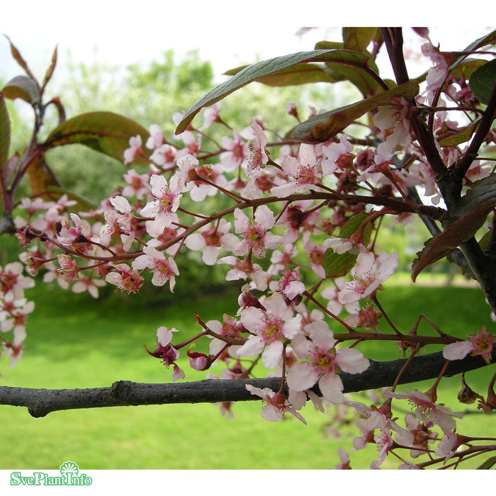 Prunus padus 'Colorata' Solitär C2O 125-150cm