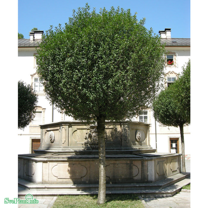 Prunus x eminens 'Umbraculifera' Stam C10 120cm serrulast.