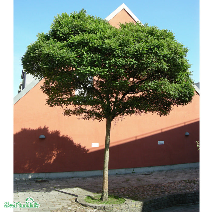 Robinia pseudoacacia 'Umbraculifera' C18 XXL Högstam 125cm