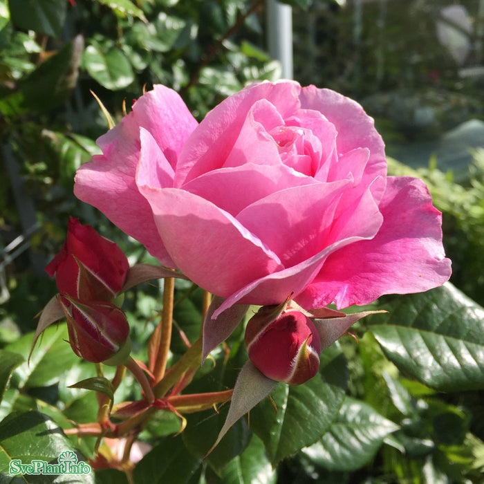 Rosa 'Our Last Summer' A kval C7,5