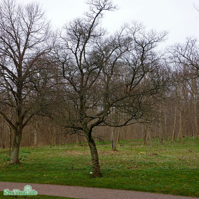 Acer ginnala C20 150-175cm