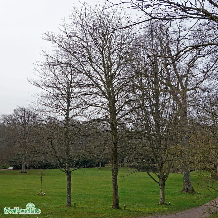 Aesculus carnea 'Briotii' Högstam Kl So 12-14