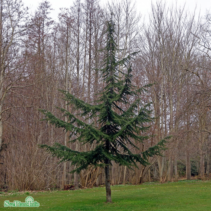 Cedrus libani Solitär C20 80-100cm