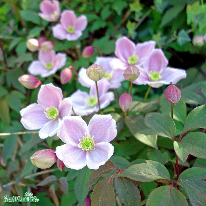 Clematis montana var. rubens A-kval C2