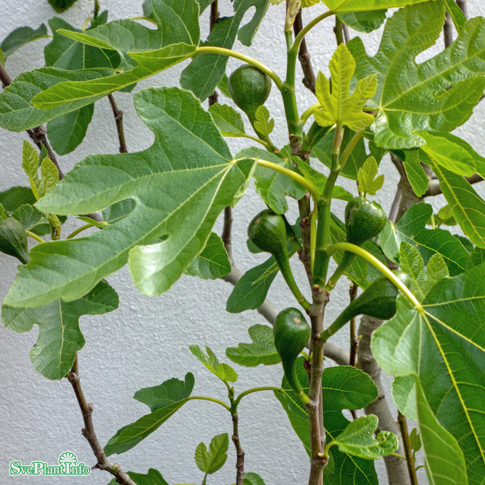 Ficus carica 'Brown Turkey' C18 XXL Högstam 125cm