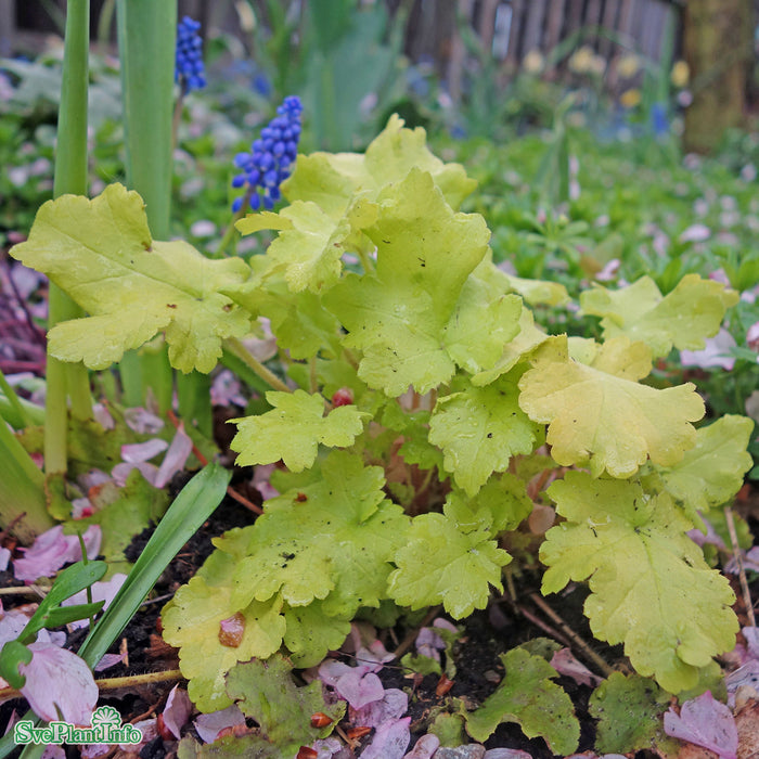 Heuchera 'Lime Marmelade' A-kval