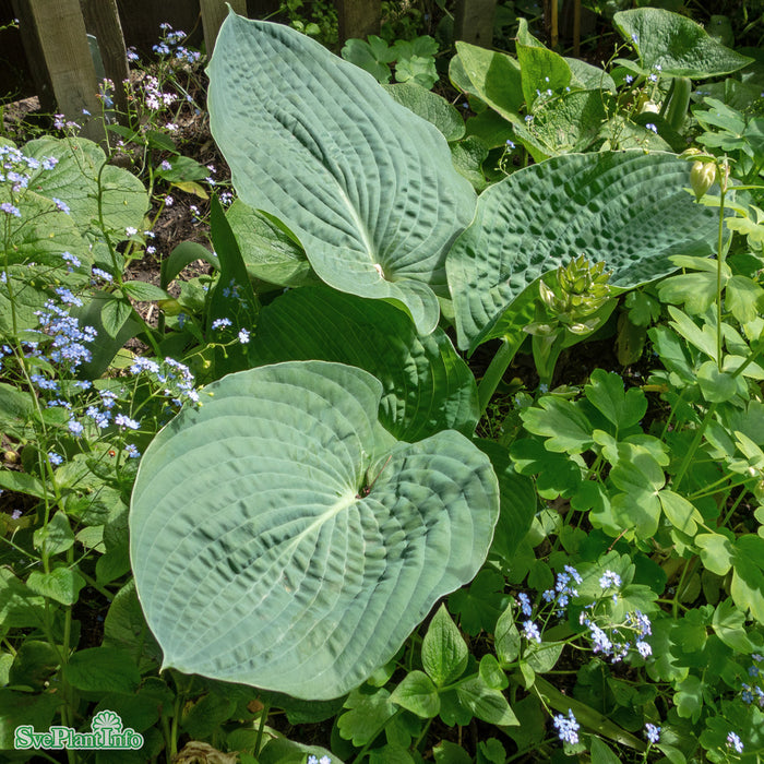 Hosta 'Big Daddy' A-kval