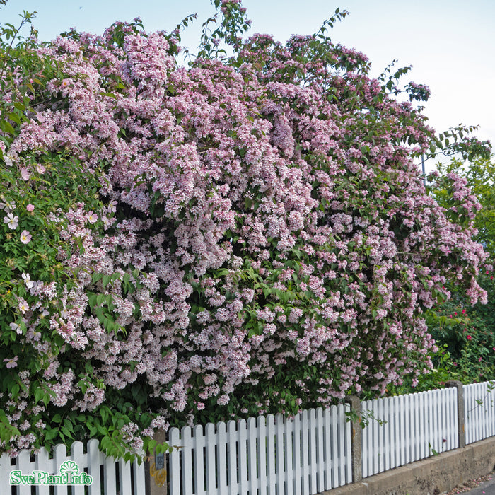 Kolkwitzia amabilis C4,6 40-60cm