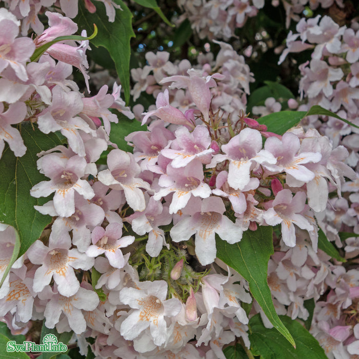 Kolkwitzia amabilis Busk C5