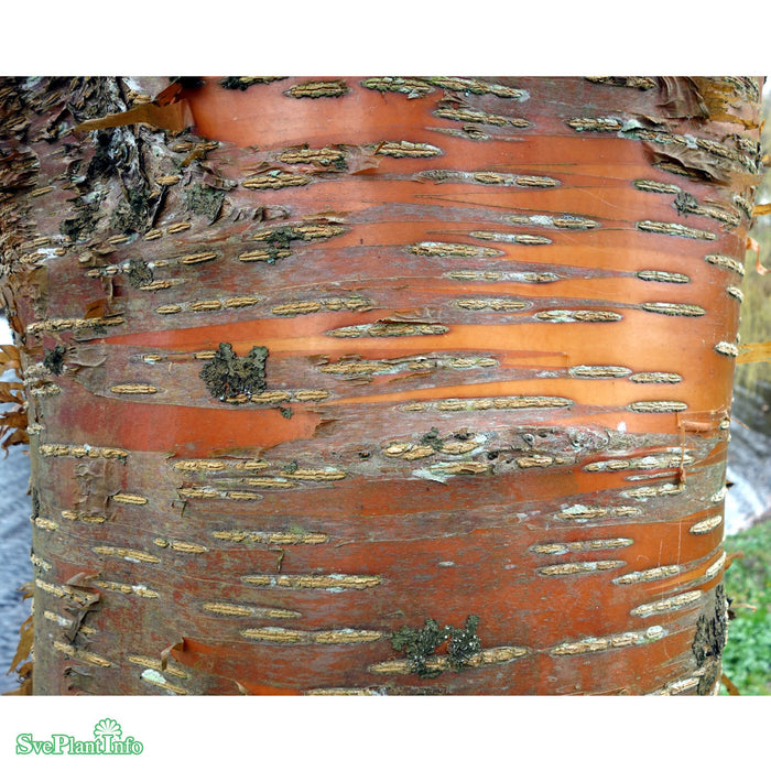 Prunus maackii 'Honey' E Ungträd 150-200cm C10