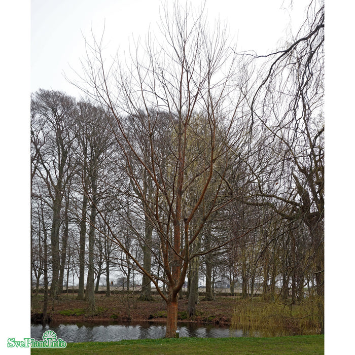 Prunus maackii 'Honey' E Ungträd 150-200cm C10