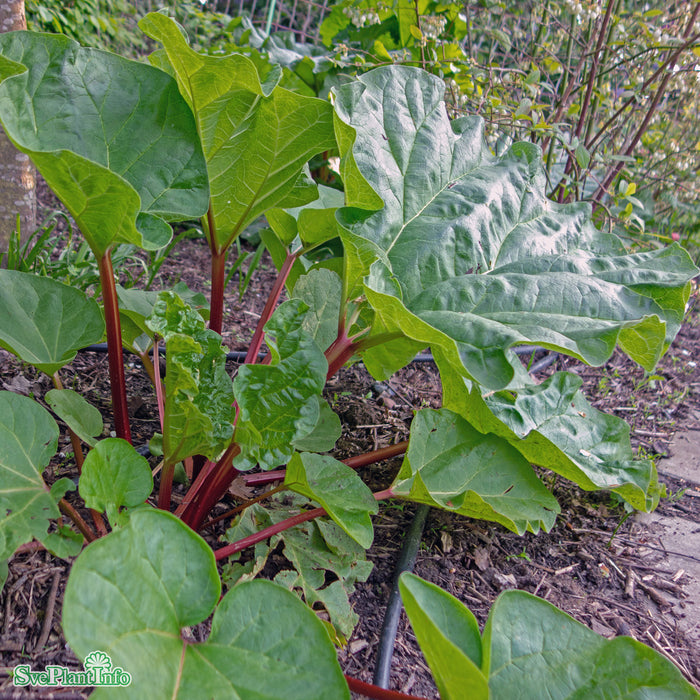 Rheum rhabarbarum 'Barbro' A Kval C3