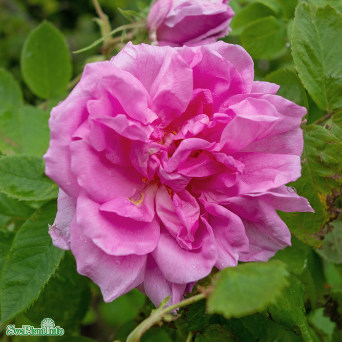 Rosa 'Quatre Saisons' A kval C4