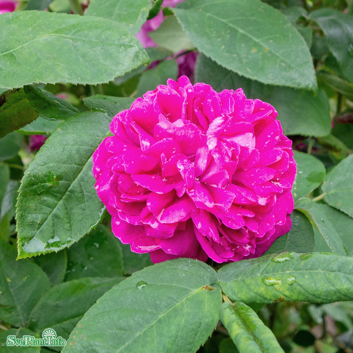 Rosa 'Rose de Rescht' C4,5