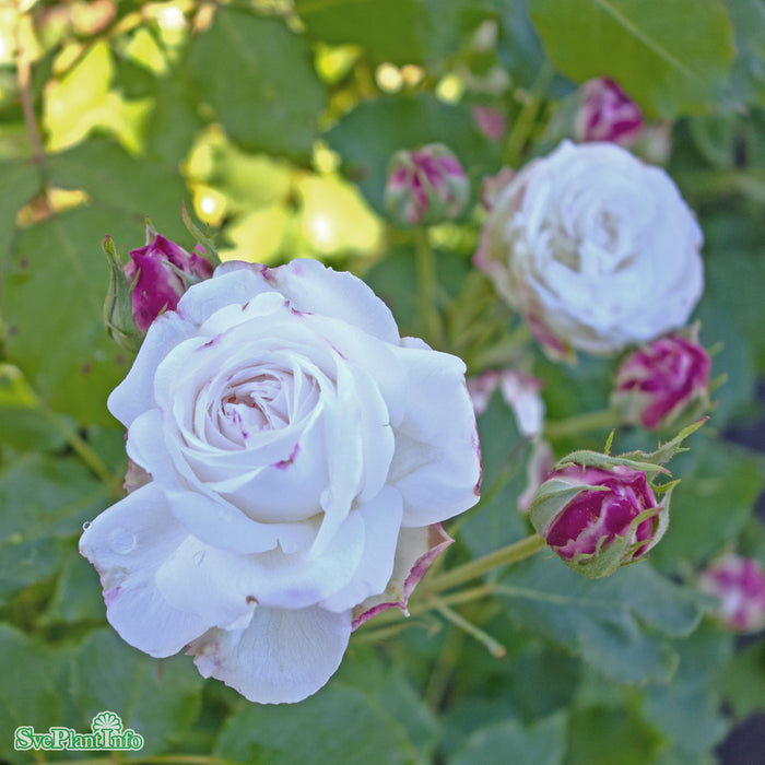 Rosa 'Boule de Neige' A kval C4