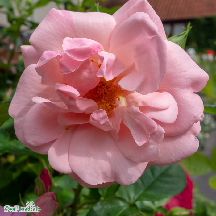 Rosa 'Astrid Lindgren' C4