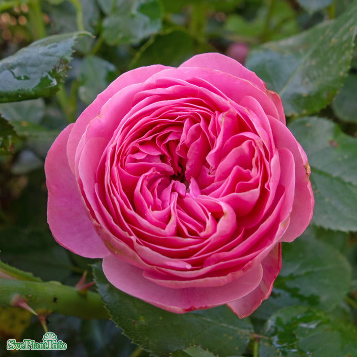 Rosa 'Leonardo da Vinci' Stam C7,5 60cm