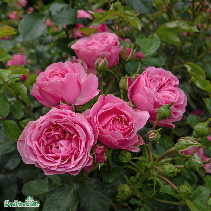 Rosa 'Leonardo da Vinci' Stam C7,5 60cm