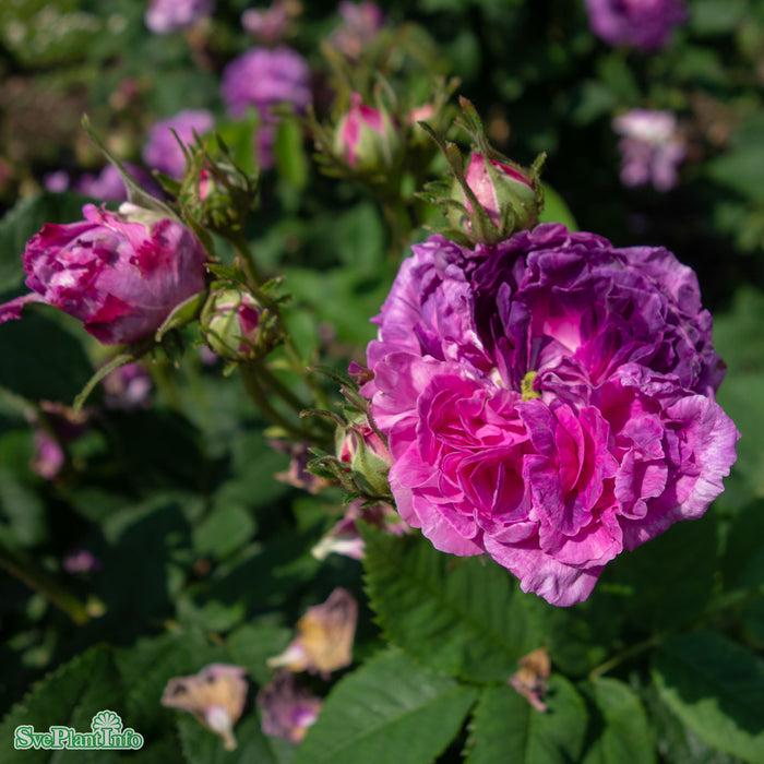 Rosa 'Belle de Crécy' A kval C4
