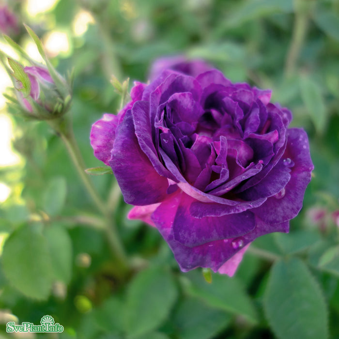 Rosa 'Belle de Crécy' A kval C4