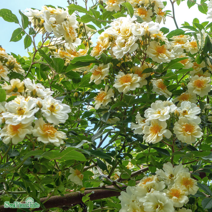 Rosa (Helenae) 'Hybrida' A-kval C7,5