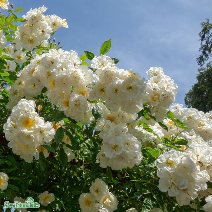 Rosa (Helenae) 'Lykkefund' A kval C7,5