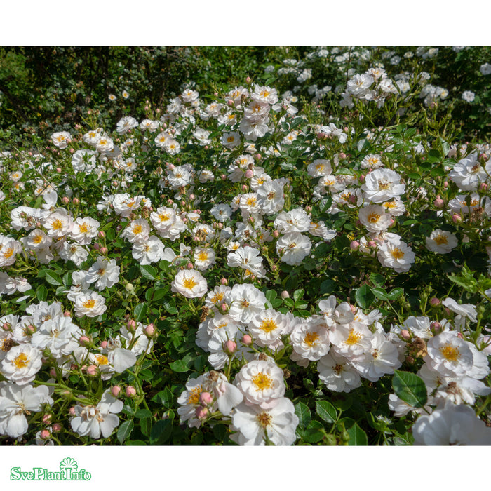 Rosa 'Snow Cover' A kval C4