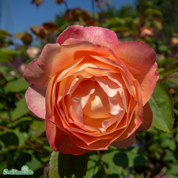 Rosa 'Lady of Shalott' A-kval C5