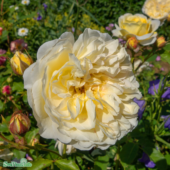 Rosa 'The Pilgrim' A-kval C6