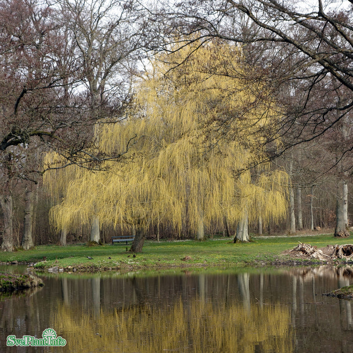 Salix x sepulcralis 'Chrysocoma' Högstam C50 So 14-16