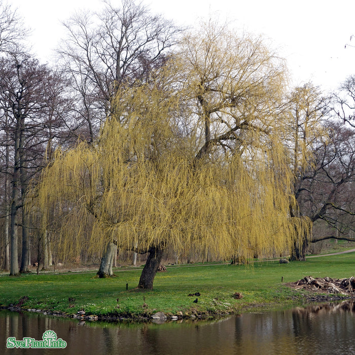Salix x sepulcralis 'Chrysocoma' Högstam C50 So 12-14
