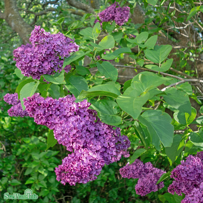 Syringa vulgaris 'Andenken an Ludwig Späth' C10 Stam 80cm Solitär