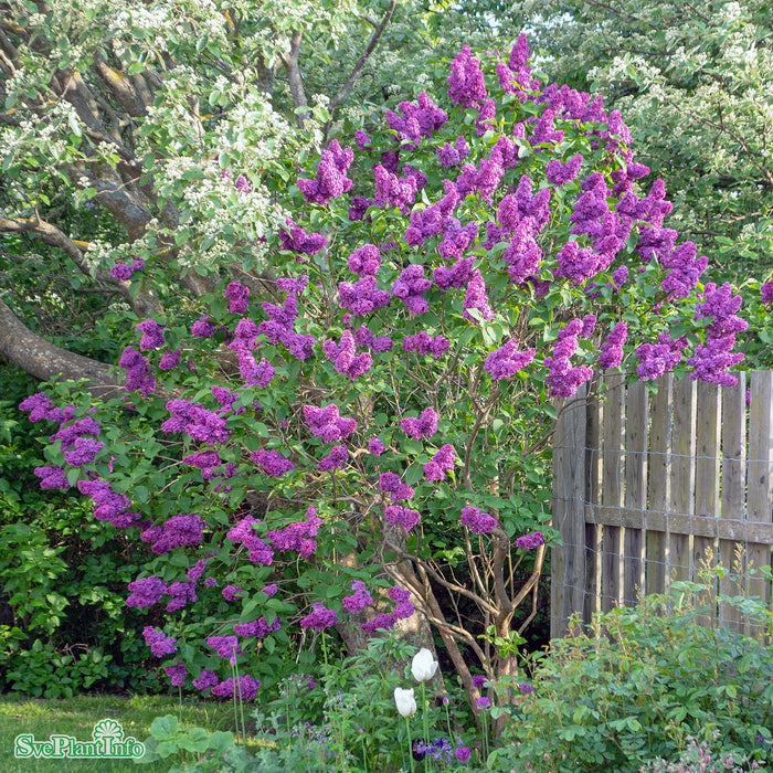 Syringa vulgaris 'Andenken an Ludwig Späth' C10 Stam 80cm Solitär