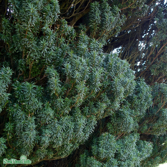 Taxus baccata 'Overeynderi' Kl 60-80 cm