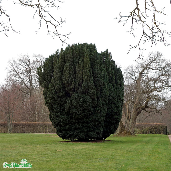 Taxus baccata 'Overeynderi' Kl 60-80 cm