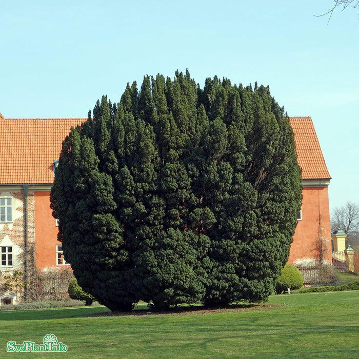 Taxus baccata 'Overeynderi' Kl 60-80 cm