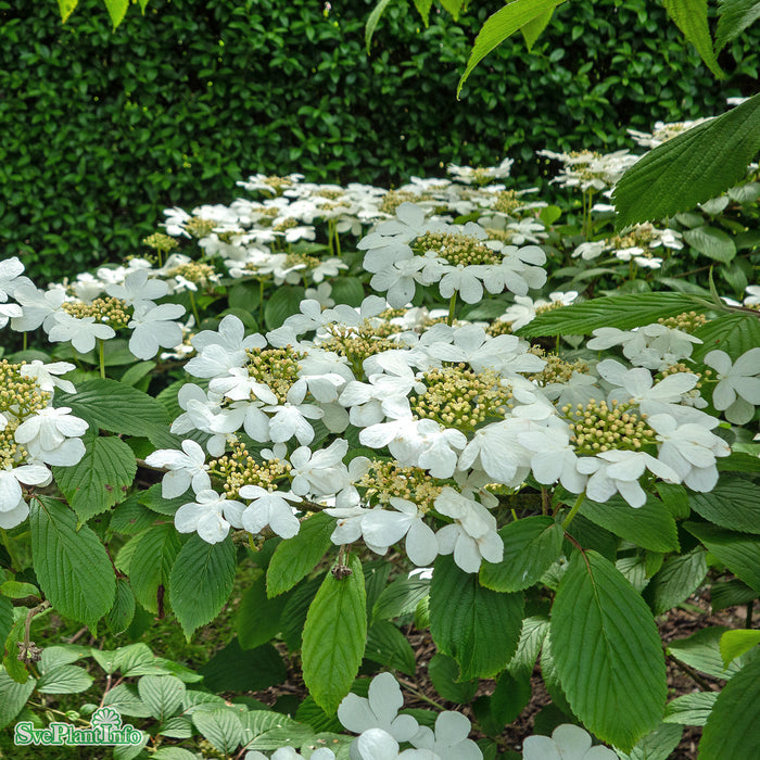 Viburnum plicatum 'Kilimanjaro' C6 40-50cm