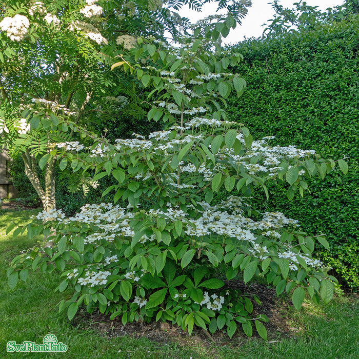 Viburnum plicatum 'Kilimanjaro' C6 40-50cm