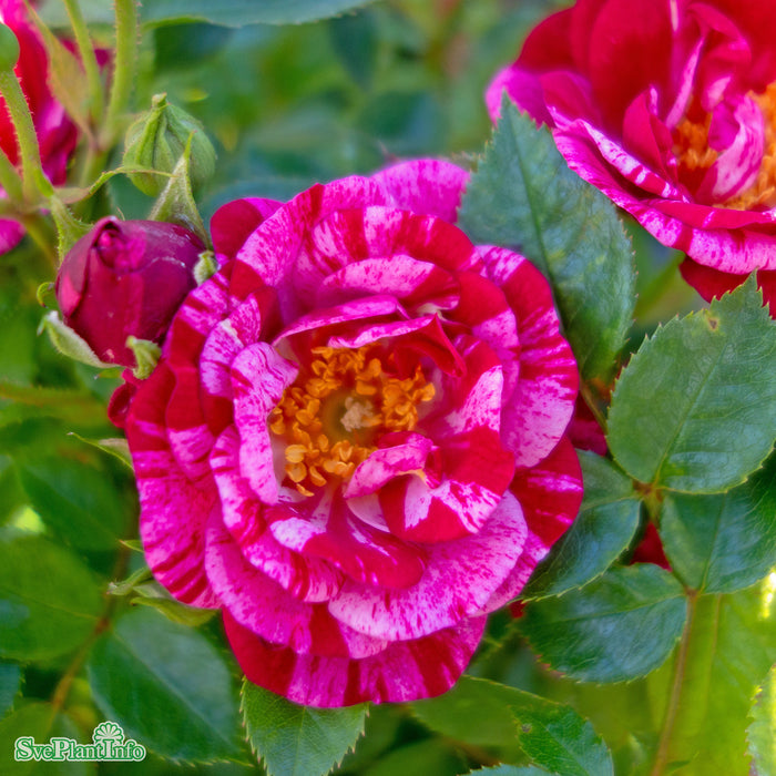 Rosa 'Candy Cover' A-kval C4