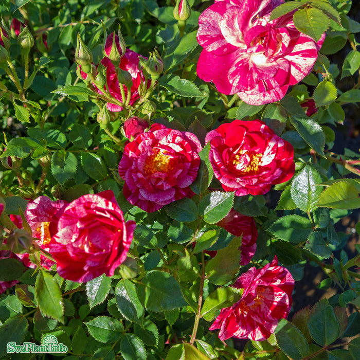 Rosa 'Candy Cover' A-kval C4