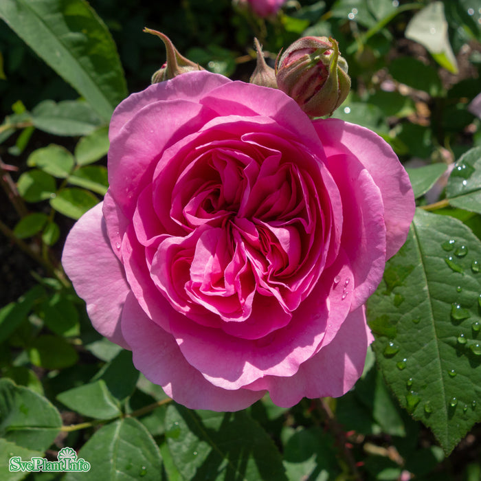 Rosa 'Gertrude Jekyll' A-kval C6