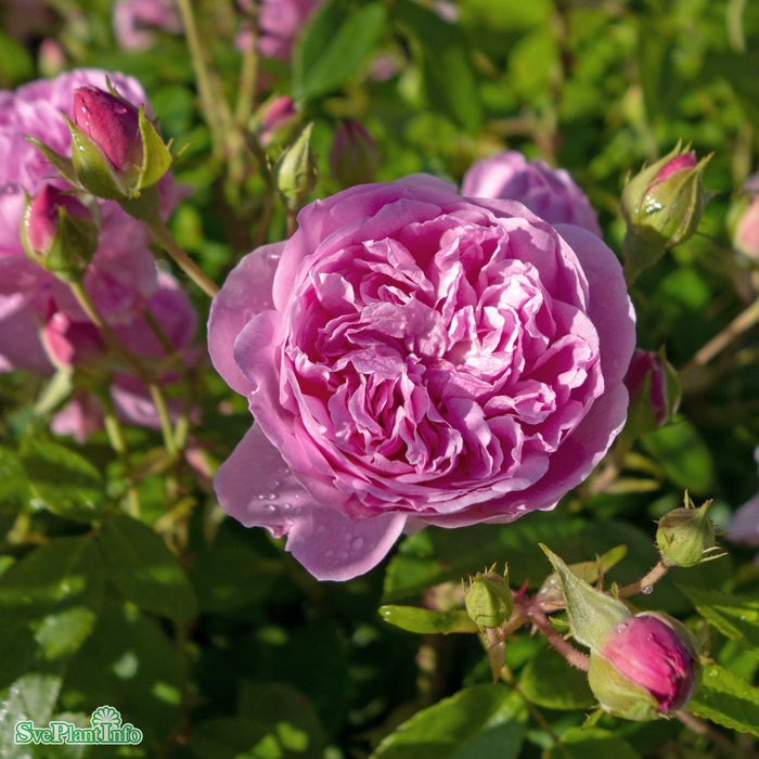 Rosa 'Harlow Carr' A-kval C6